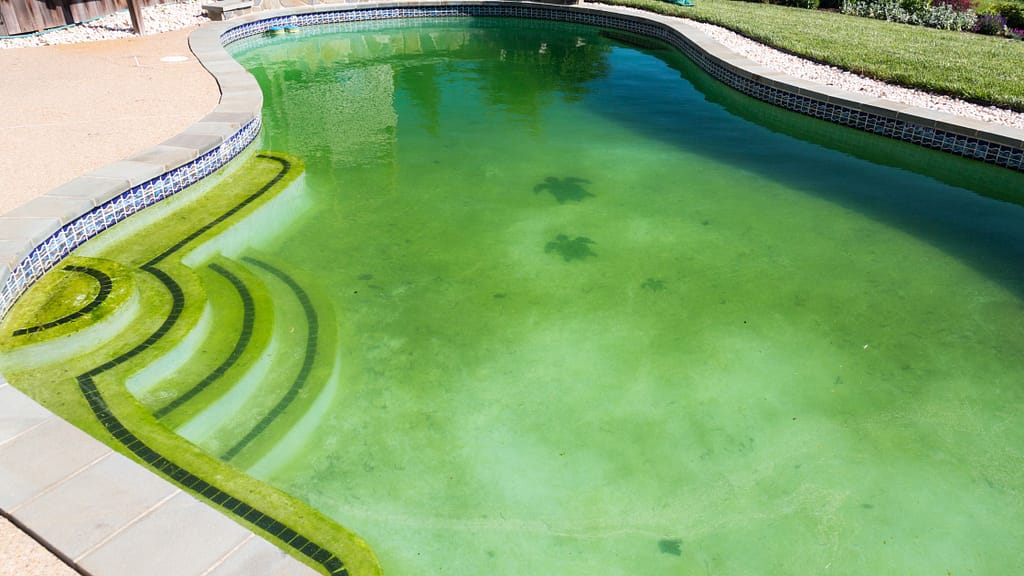 Neglected backyard pool with green algae water discovered while touring a home